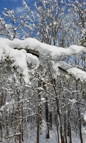 Дерева покриті льодом і снігом — стокове фото