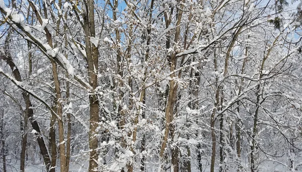 얼음과 눈으로 뒤덮인 나무 — 스톡 사진