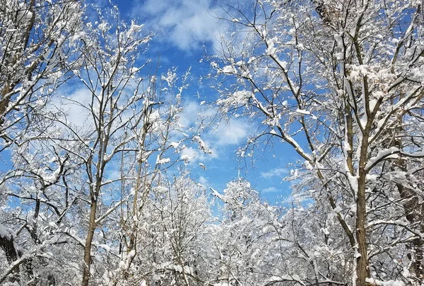 Δέντρα καλυμμένα με πάγο και χιόνι — Φωτογραφία Αρχείου