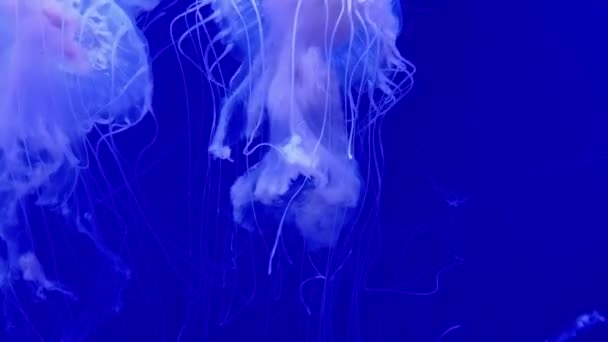 水母在水族馆里游来游去 享受轻松的海洋生活 — 图库视频影像