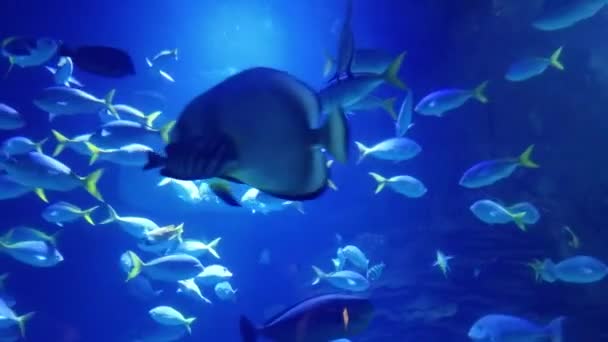 Tropische Fische Schwimmen Einem Aquarium Für Unterwasser Meereslandschaft Hintergründe — Stockvideo