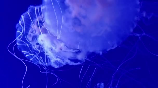 Jellyfish Swimming Aquarium Marine Life Relaxing Background — Stock Video