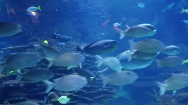 Pesci Tropicali Che Nuotano Giardino Coralli Acquario Fondali Marini Sottomarini — Video Stock