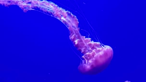 Medúza Úszás Egy Akváriumban Tengeri Élet Pihentető Háttér — Stock videók