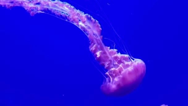 Medusas Nadando Aquário Para Uma Vida Marinha Fundo Relaxante — Vídeo de Stock