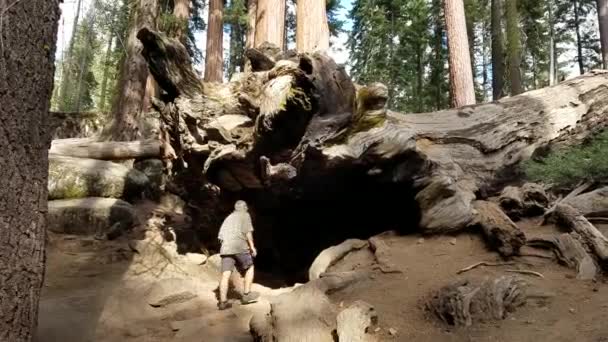 Turista Entrando Una Secuoya Gigante Caída Parque Nacional Kings Canyon — Vídeos de Stock