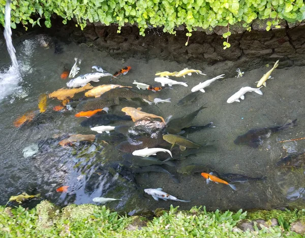 Koi fish bank in a pond