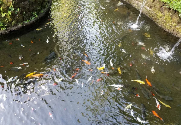 Banc de poissons koï dans un étang — Photo