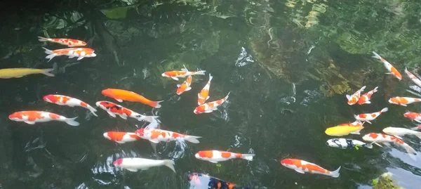 Koi fish bank in a pond — Stock Photo, Image