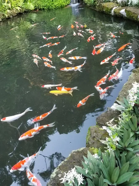 Koi fish bank in a pond