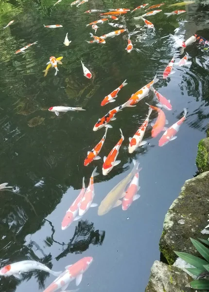 Koi fish bank in a pond