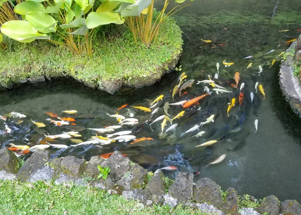 Koi visbank in een vijver — Stockfoto