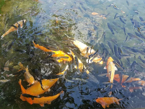 Banco de peces Koi en un estanque — Foto de Stock