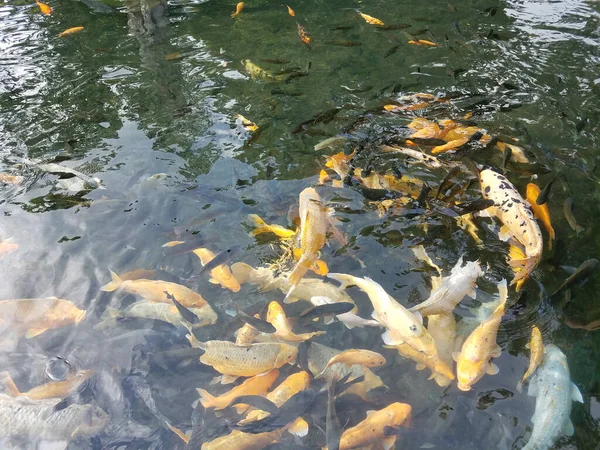 Banco de peces Koi en un estanque — Foto de Stock