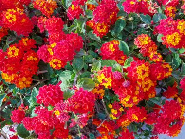 Lantana 'nın kırmızı kümeleriyle çiçekli tarlalar ve çiçekli arka planlar..