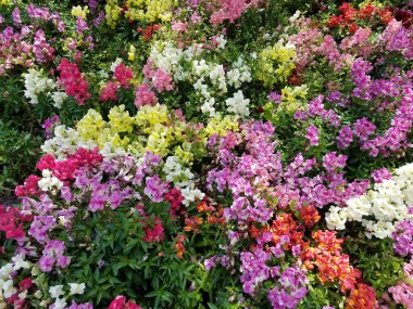 Çiçekli yatak dokusu ve çok renkli aslanağzı çiçeği karışımı..