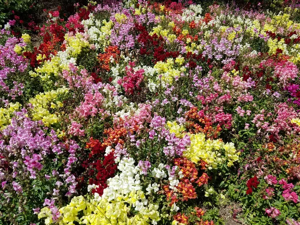 Fondo Paisaje Con Una Mezcla Flores Dragón Multicolor Plena Floración — Foto de Stock