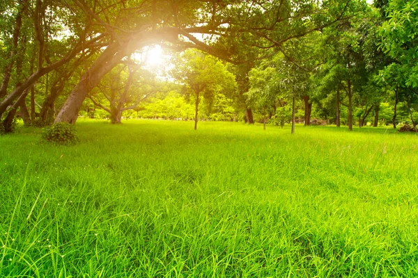 Prato Nella Giungla Erba Nell Ombra Grande Albero Con Campo — Foto Stock