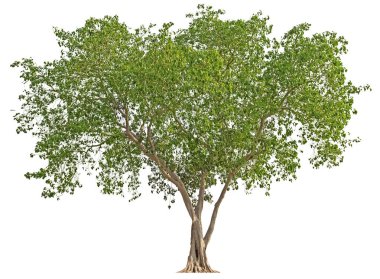 doğal yeşil ağaçlar izole Beyaz arka plan üzerinde küçük yapraklar ve tek ağaçlar