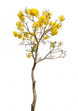 kırpma yolu ile beyaz arka plan üzerinde güzel sarı çiçekli ağaç izole
