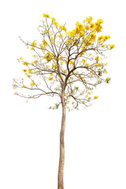 kırpma yolu ile beyaz arka plan üzerinde güzel sarı çiçekli ağaç izole