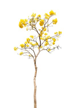 kırpma yolu ile beyaz arka plan üzerinde güzel sarı çiçekli ağaç izole