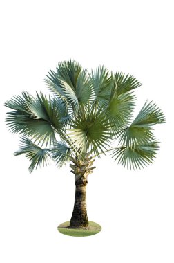 beyaz arka plan üzerinde palmiye ağacı izole. Orta boy. güzel sapları ile yeşil yapraklar