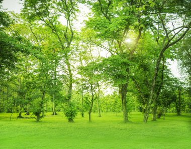 Yeşil ağaçlar ve sabah gökyüzü ile parkta güzel çayır.