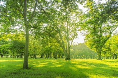 Bulanık fotoğraf Sabah gökyüzü ile parkta güzel çayır.