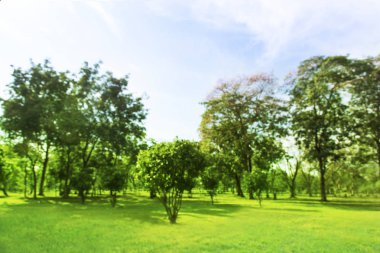 Bulanık fotoğraf Sabah gökyüzü ile parkta güzel çayır.