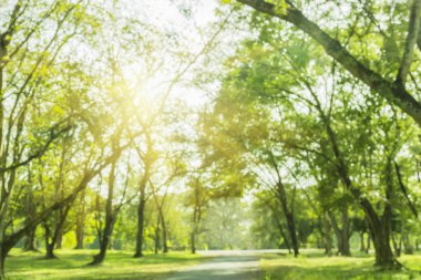 bulanık fotoğraf Yeşil ağaç bahçesi ve sabah açık renkli güneş