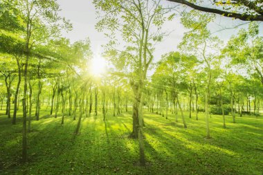bulanık fotoğraf Yeşil ağaç bahçesi ve sabah açık renkli güneş