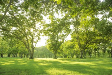 Bulanık fotoğraf Sabah gökyüzü ile parkta güzel çayır.