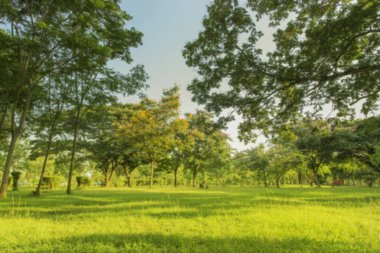 Bulanık fotoğraf Sabah gökyüzü ile parkta güzel çayır.