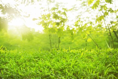 Bulanık ağaçlar ve yeşil bahçeler geniş çim sabah güzel ışık