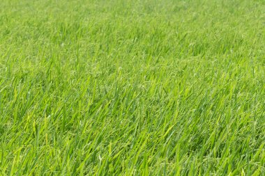 Pirinç bitkisi açık yeşil bir ampul bırakıyor. Asya arka plan