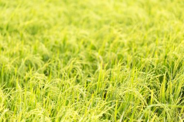 Çimenli ve güneşli soyut arkaplan.