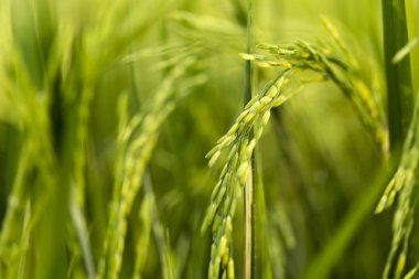 Pirinç bitkisi açık yeşil bir ampul bırakıyor. Asya arka plan