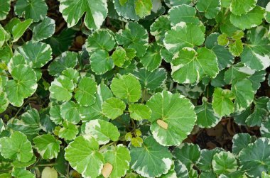 Lotus yaprağı küçük kil güzel yeşil ve beyaz