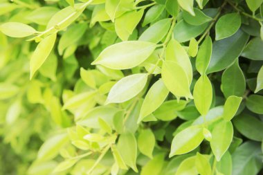 Yeşil doğal ışıkyumuşak yaprakları ve gradasyon yaprakları