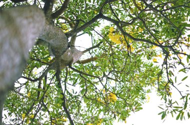 Solucanların gözü yeşil ağaçların ve yaprağın altında Tayland 'da güneş ışığına bakıyor.