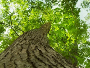 Solucanların gözü yeşil ağaçların ve yaprağın altında Tayland 'da güneş ışığına bakıyor.