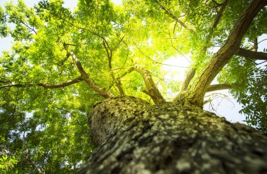 Solucanların gözü yeşil ağaçların ve yaprağın altında Tayland 'da güneş ışığına bakıyor.