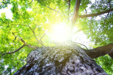Solucanların gözü yeşil ağaçların ve yaprağın altında Tayland 'da güneş ışığına bakıyor.