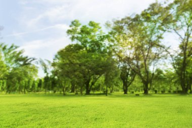 bulanık fotoğraf Yeşil ağaçlar ve bahçeler Sabah güzel ışık