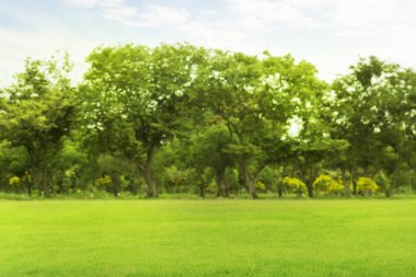 bulanık fotoğraf Yeşil ağaçlar ve bahçeler Sabah güzel ışık