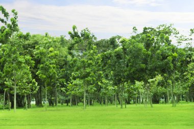 Yeşil ağaçlar ve sabah gökyüzü ile parkta güzel çayır.