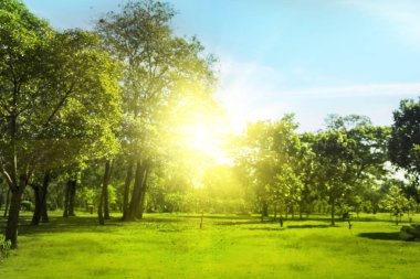 Yeşil ağaçlar ve sabah gökyüzü ile parkta güzel çayır.