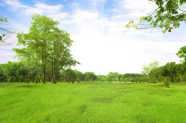 Yeşil ağaçlar ve sabah gökyüzü ile parkta güzel çayır.