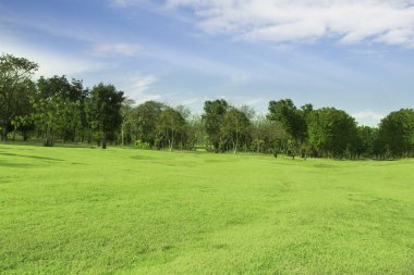 Yeşil çim geniş avlu görünümü Ağaç gökyüzü parlak doğal ışık